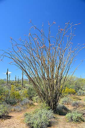 Ocotilllo, McDowell Mountain Regional Park, March 20, 2015